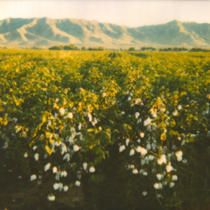 Cotton field - spectra polaroid