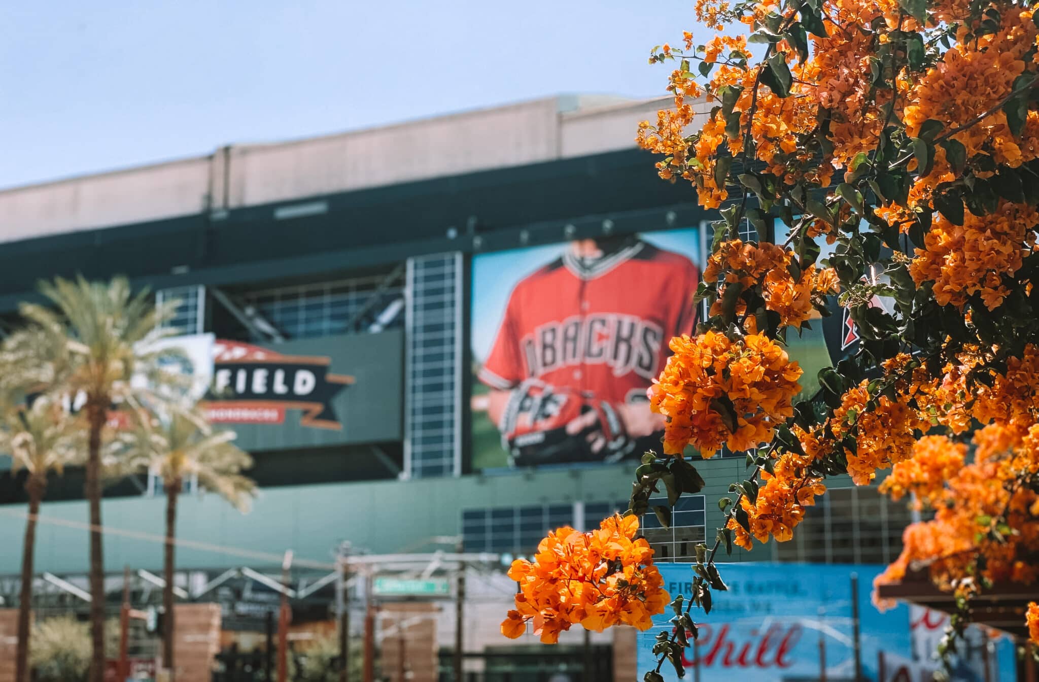Orange flowers on a tree in front of Chase Field.